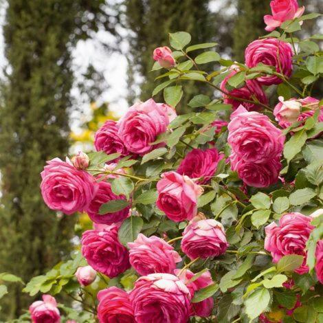 مبيت وإفطار أفينيون Chez Fleur المظهر الخارجي الصورة
